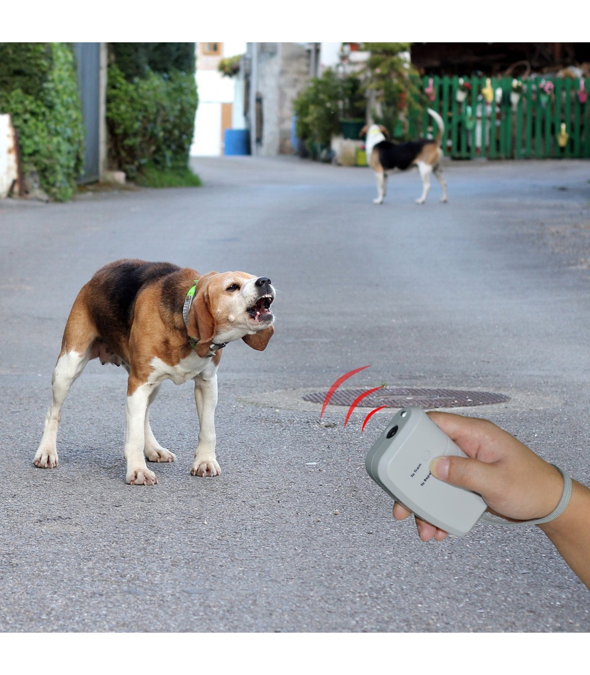 câini de sanie elvețienă anti-îmbătrânire masti pentru riduri