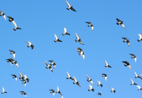 Aerul respirabil contaminat de pasari