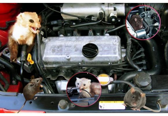 De ce intră rozatoarele în compartimentul motorului?