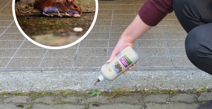 Unde se ascund soarecii de casa?