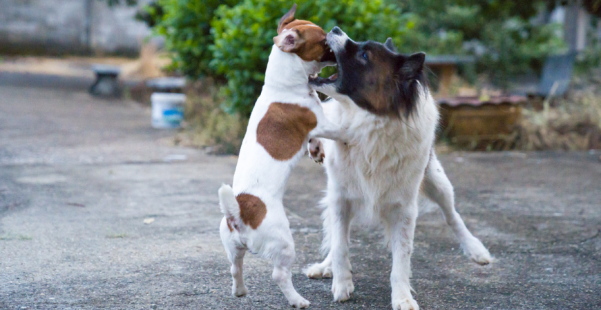 Cele mai bune solutii impotriva cainilor vagabonzi 