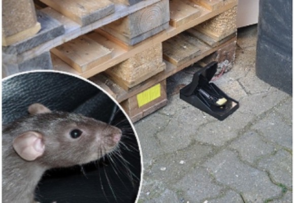 Cum scapam de soareci? Solutii eficiente fara rozatoare