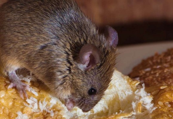 Cum sa alegi eficient un aparat cu ultrasunete anti soareci?